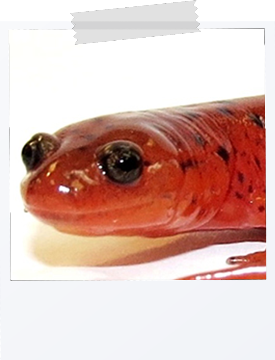 picture of a mud salamder